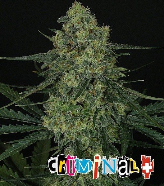 Criminal + Feminized by Ripper Seeds
