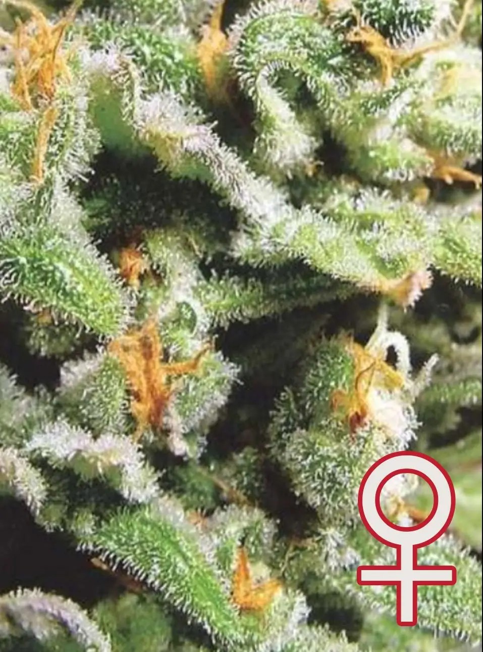 Cristal Limit Feminized by K.C. Brains