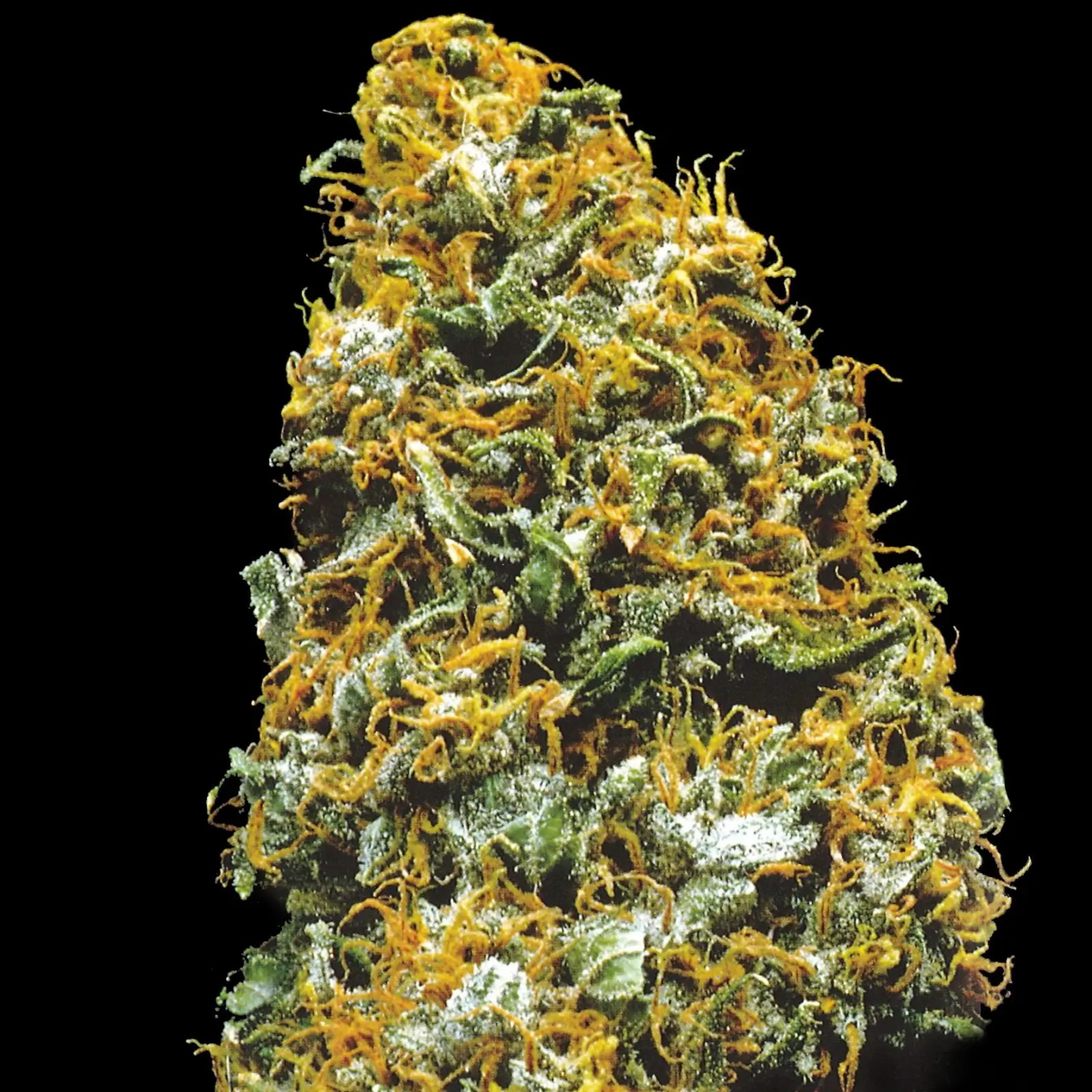 Cristal Paradise Reg Regular by K.C. Brains