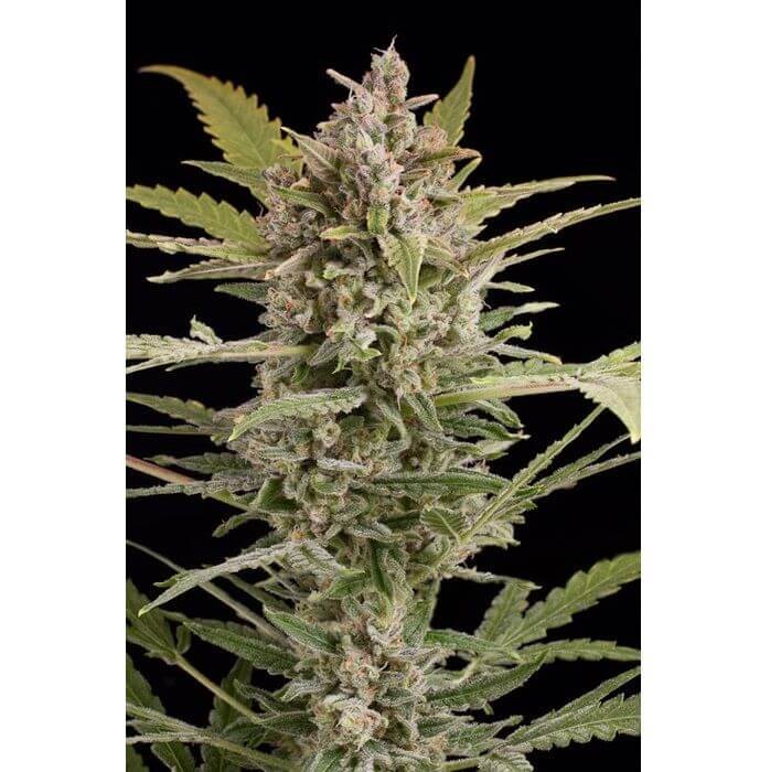 Critical + 2.0 Auto Autoflower by Dinafem