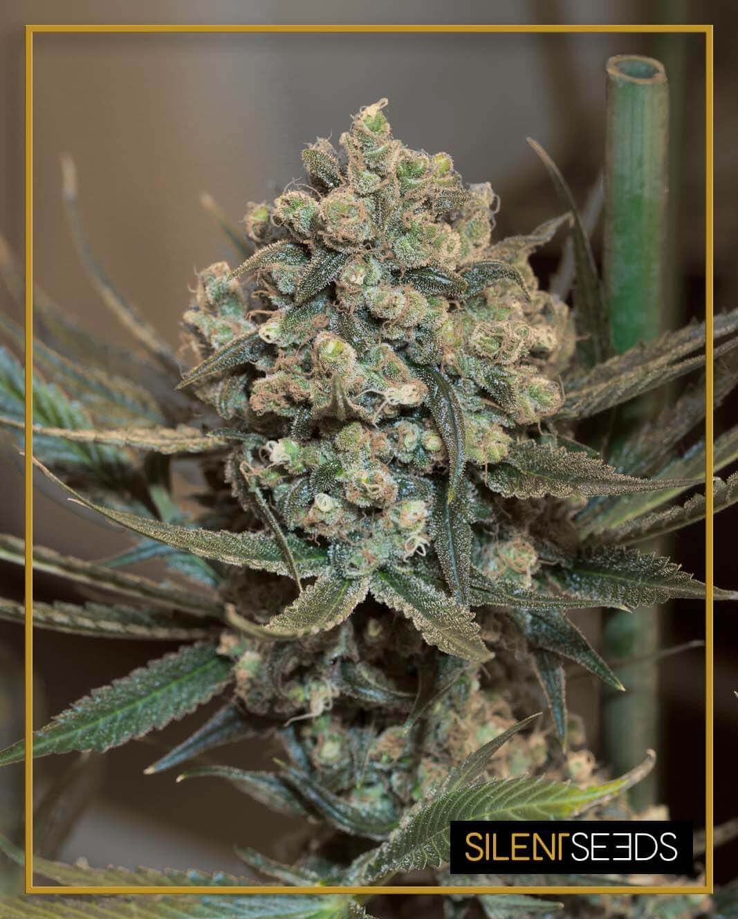 Critical + 2.0 Auto Autoflower by Silent Seeds