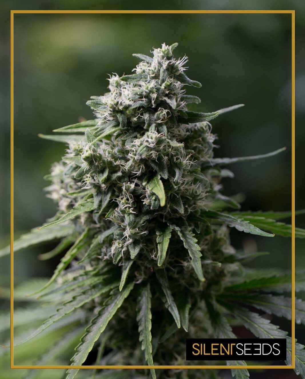 Critical + 2.0 Feminized by Silent Seeds