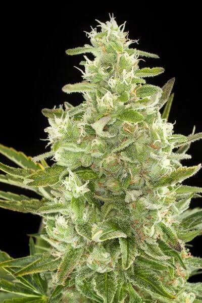 Critical + Auto Autoflower by Dinafem