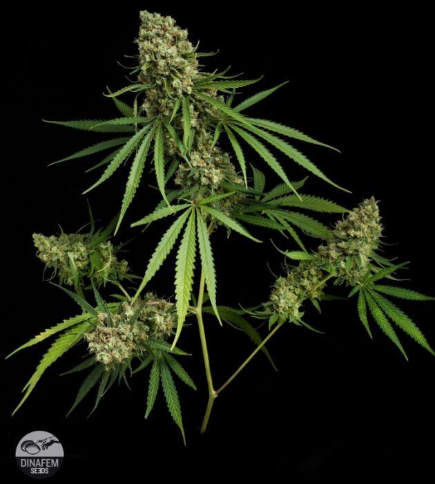 Critical + Feminized by Dinafem