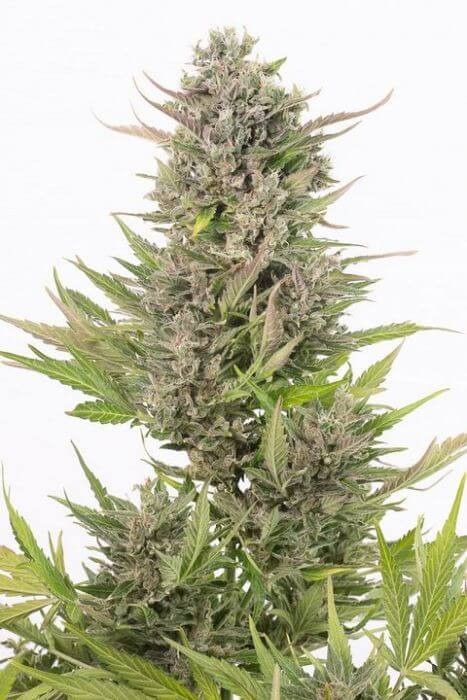 Critical Auto CBD Autoflower by Dinafem