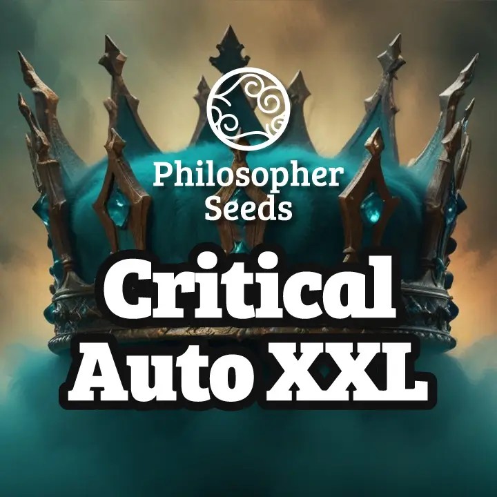 Critical Auto XXL Autoflower by Philosopher Seeds