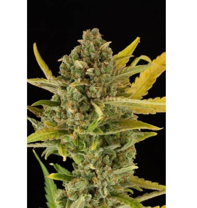 Critical Cheese Auto Autoflower by Dinafem