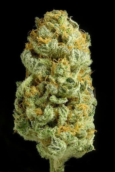 Critical Cheese Feminized by Dinafem