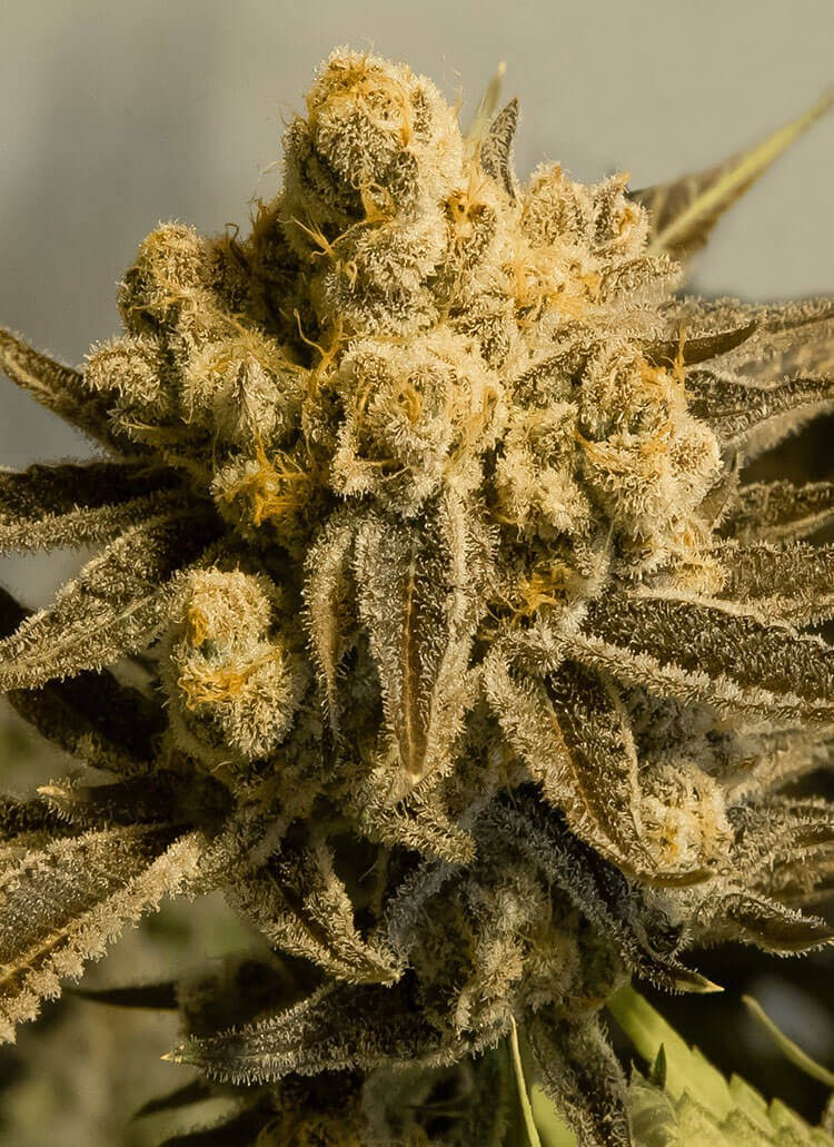 Critical Glue #4 Auto Autoflower by High Speed Buds
