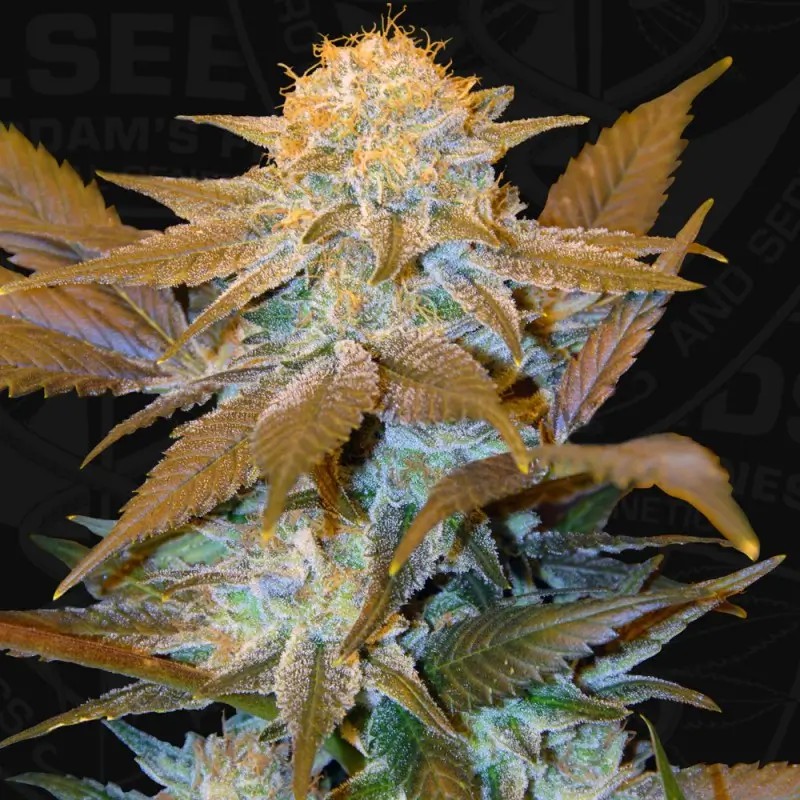 Critical HOG Feminized by T.H. Seeds