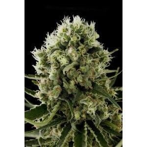 Critical Jack Auto Autoflower by Dinafem