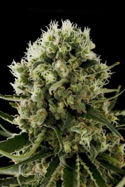 Critical Jack Feminized by Dinafem