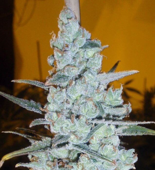 Critical Jack Herer Feminized by Delicious Seeds