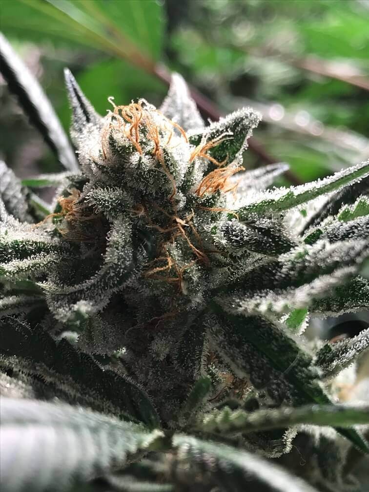 Critical Jack-Condor Autoflower by R-Kiem Seeds
