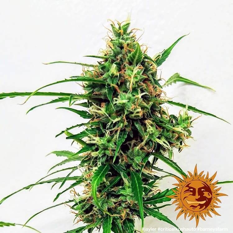 Critical Kush Auto Autoflower by Barneys Farm