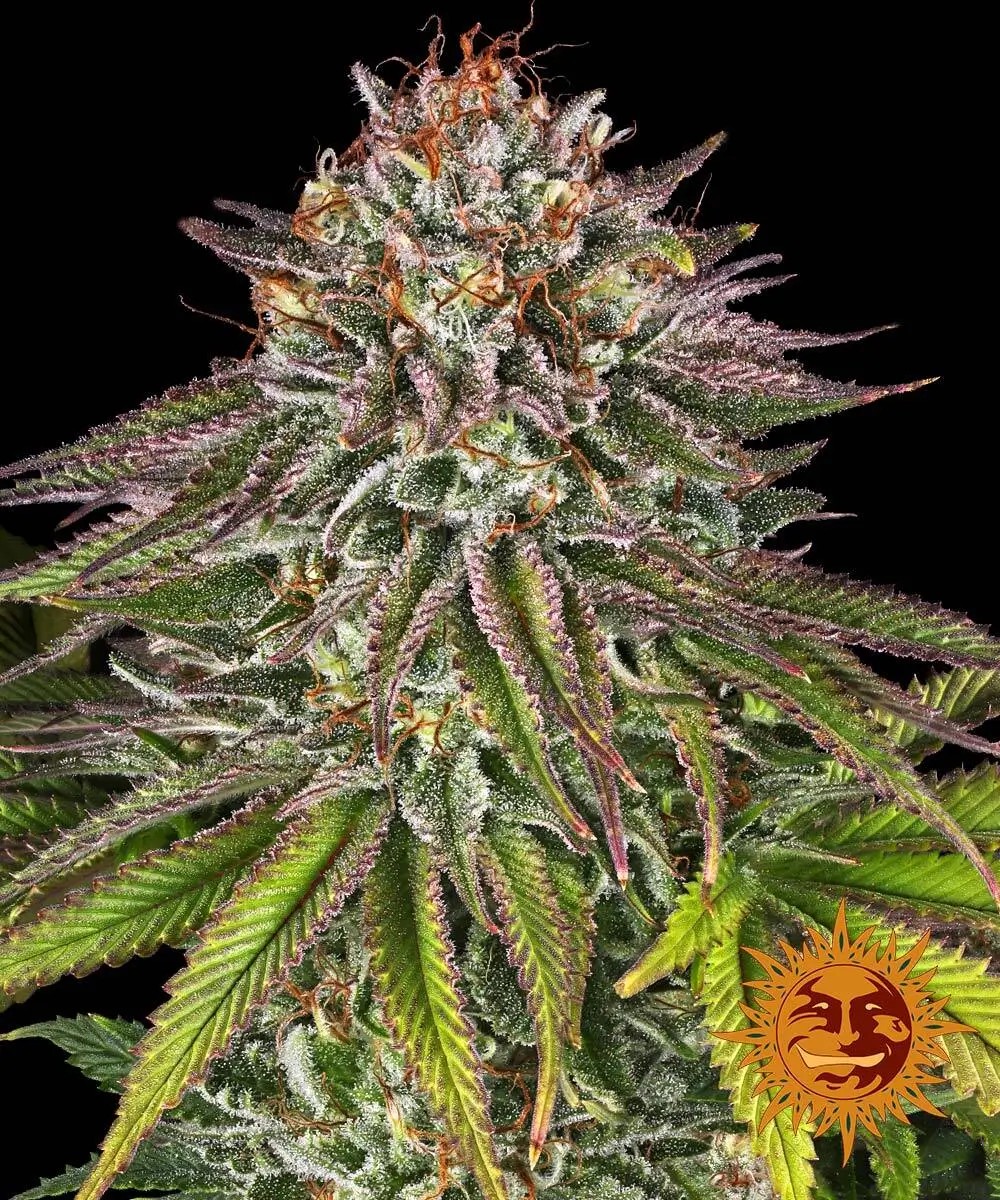 Critical Kush Feminized by Barneys Farm
