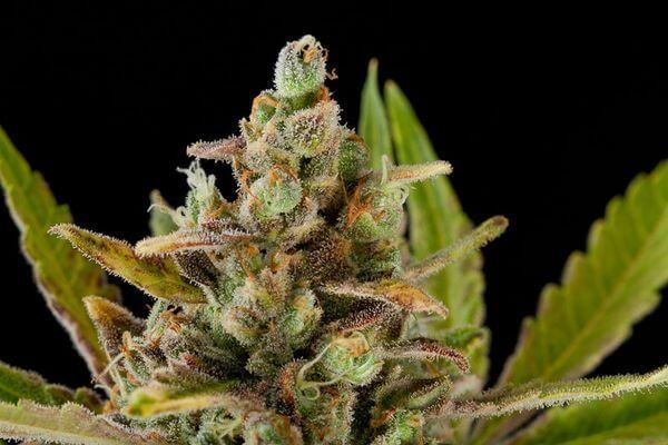 Critical Kush Feminized by Dinafem