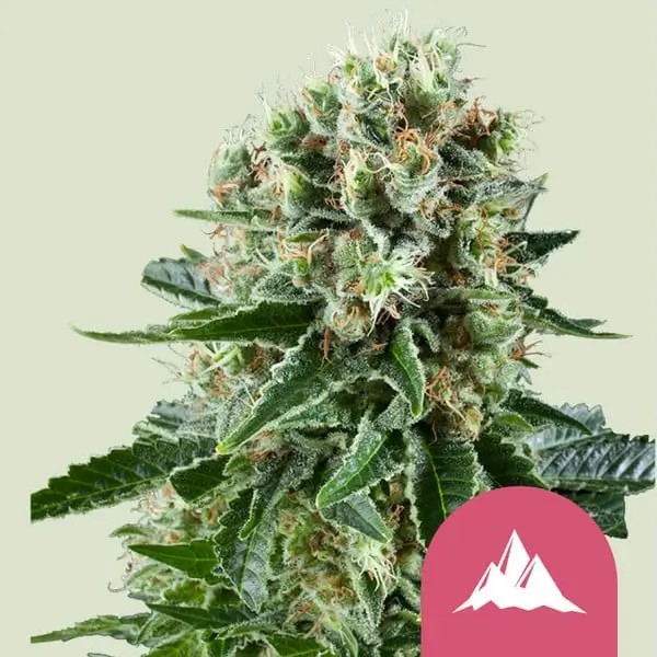 Critical Kush Feminized by Royal Queen Seeds