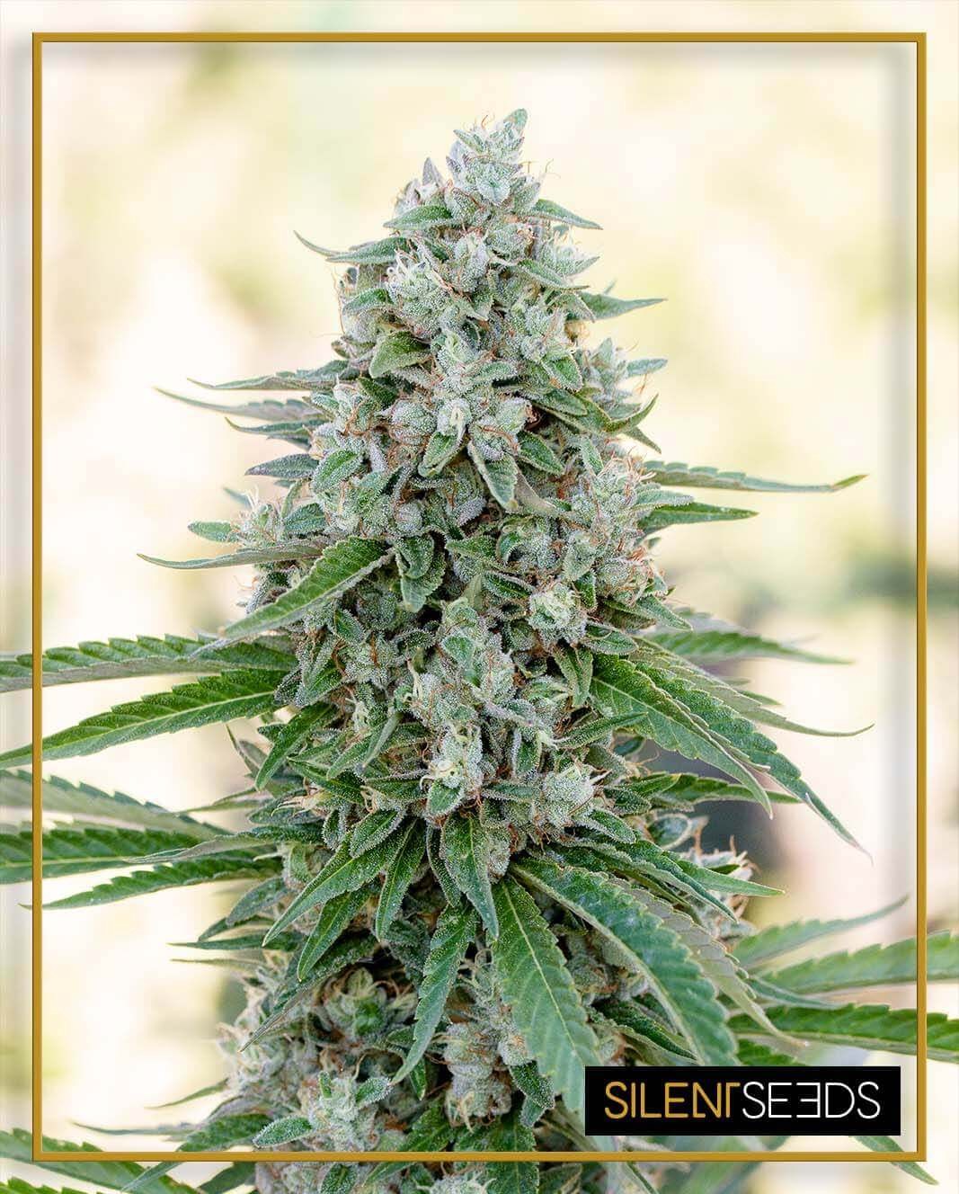 Critical Mango Feminized by Silent Seeds