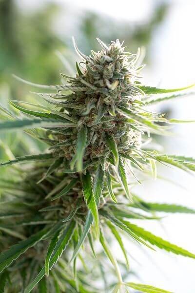 Critical Mass CBD Feminized by Dinafem