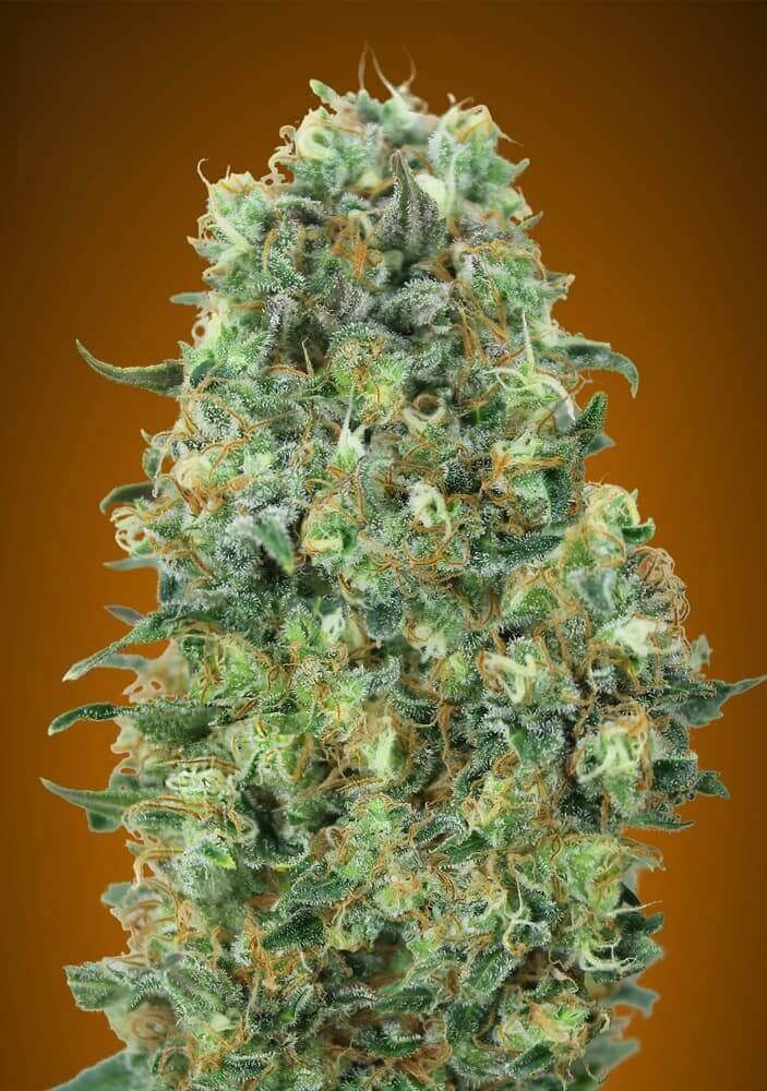 Critical Mass Feminized by Advanced Seeds