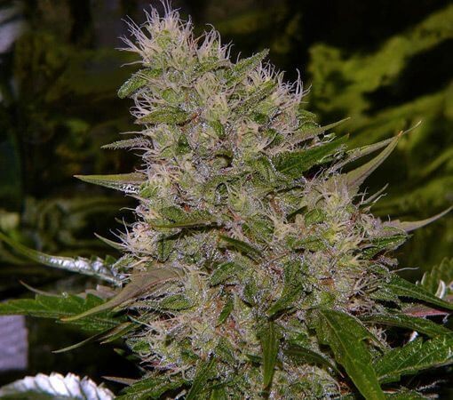 Critical Mass Regular by Mr Nice