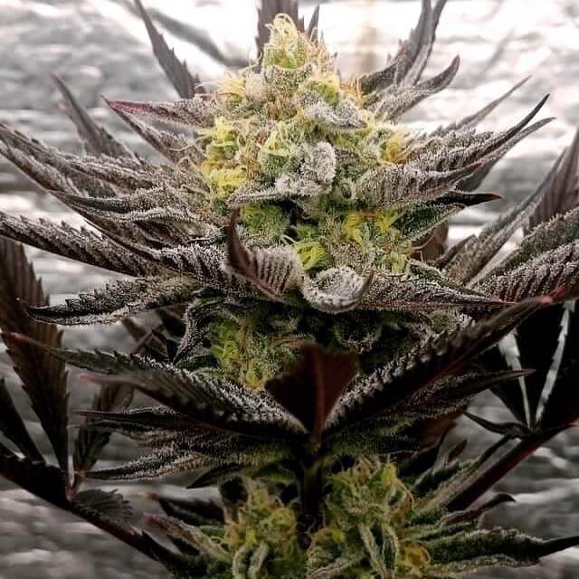 Critical Mints Feminized by Tramuntana Seeds