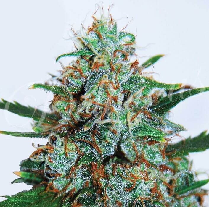Critical Neville's Haze Auto Autoflower by Delicious Seeds