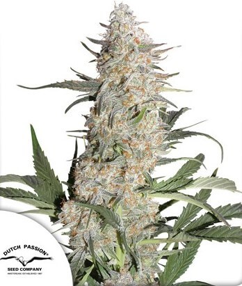 Critical Orange Punch Feminized by Dutch Passion