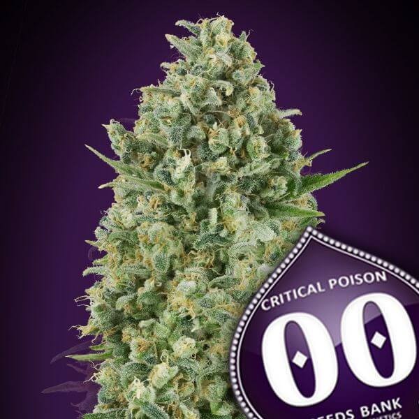 Critical Poison Feminized by 00 Seeds Bank
