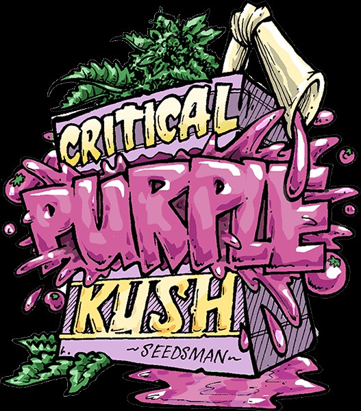 Critical Purple Kush Feminized by Seedsman