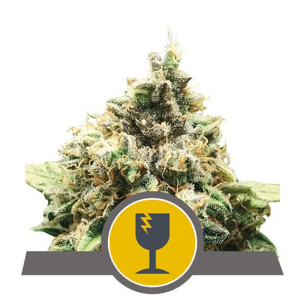 Critical Regular by Royal Queen Seeds
