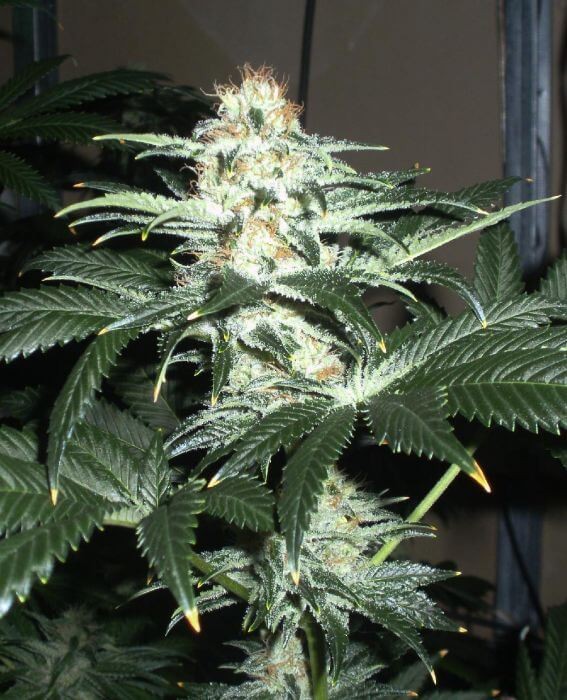 Critical Sensi Star Feminized by Delicious Seeds