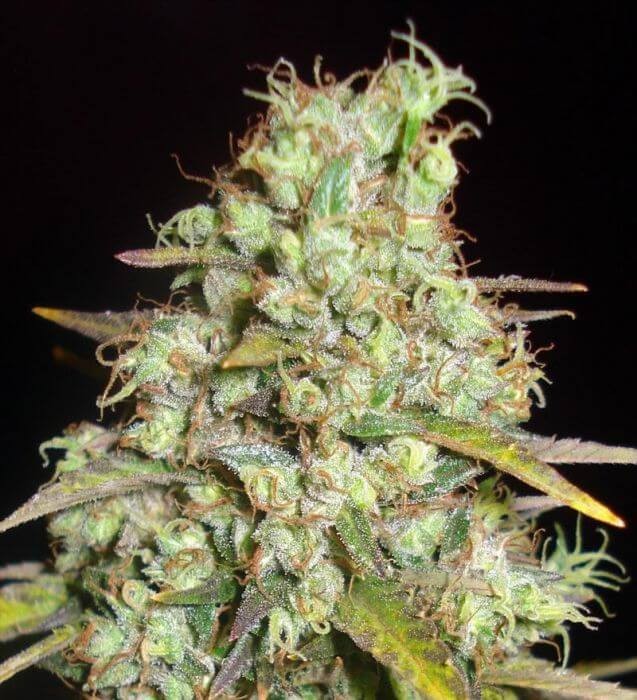 Critical Super Silver Haze Feminized by Delicious Seeds