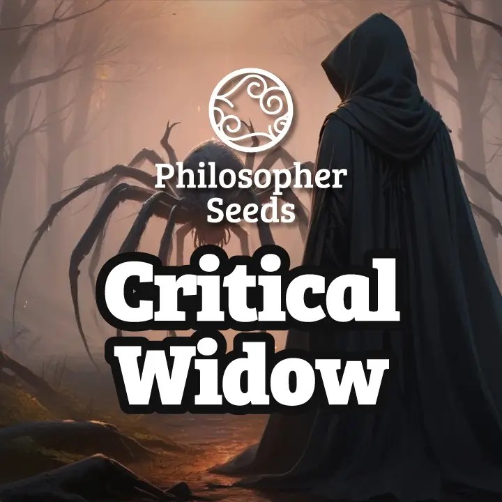 Critical Widow Feminized by Philosopher Seeds