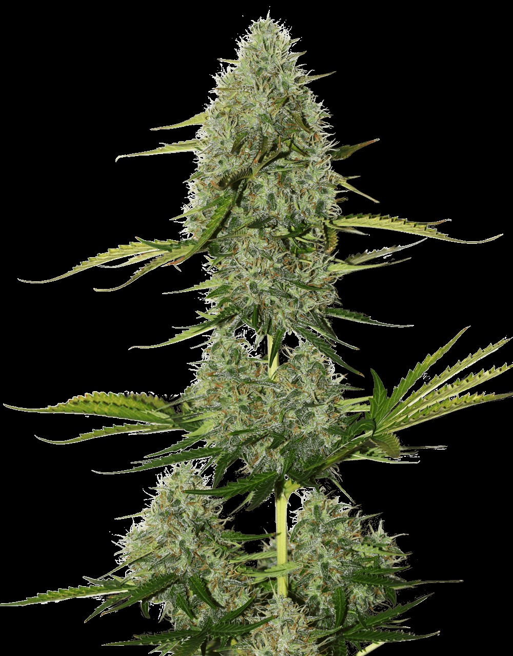 Critical XXL BCN Auto Autoflower by Seedstockers