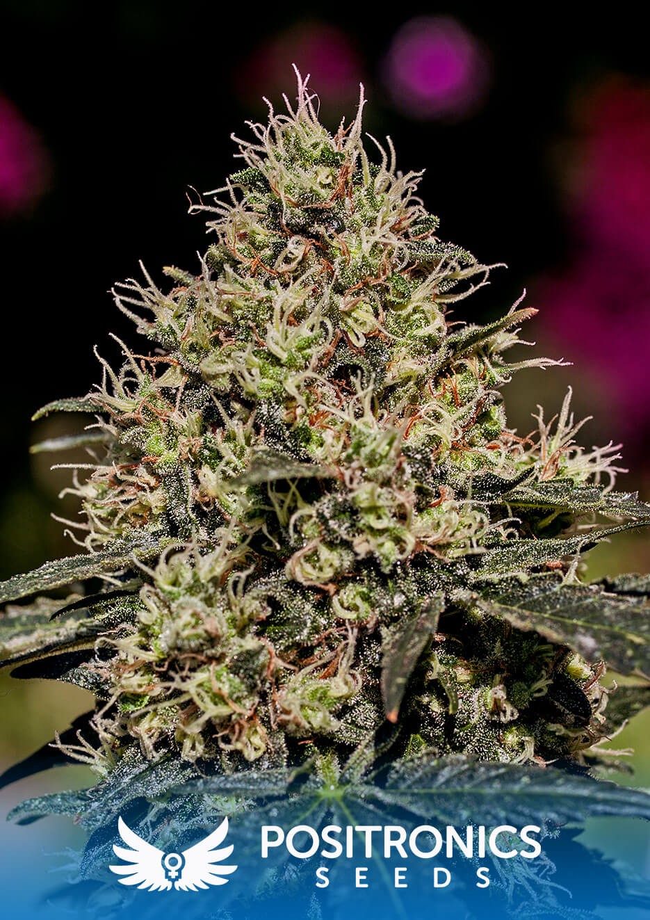 Critical#47 Feminized by Positronics