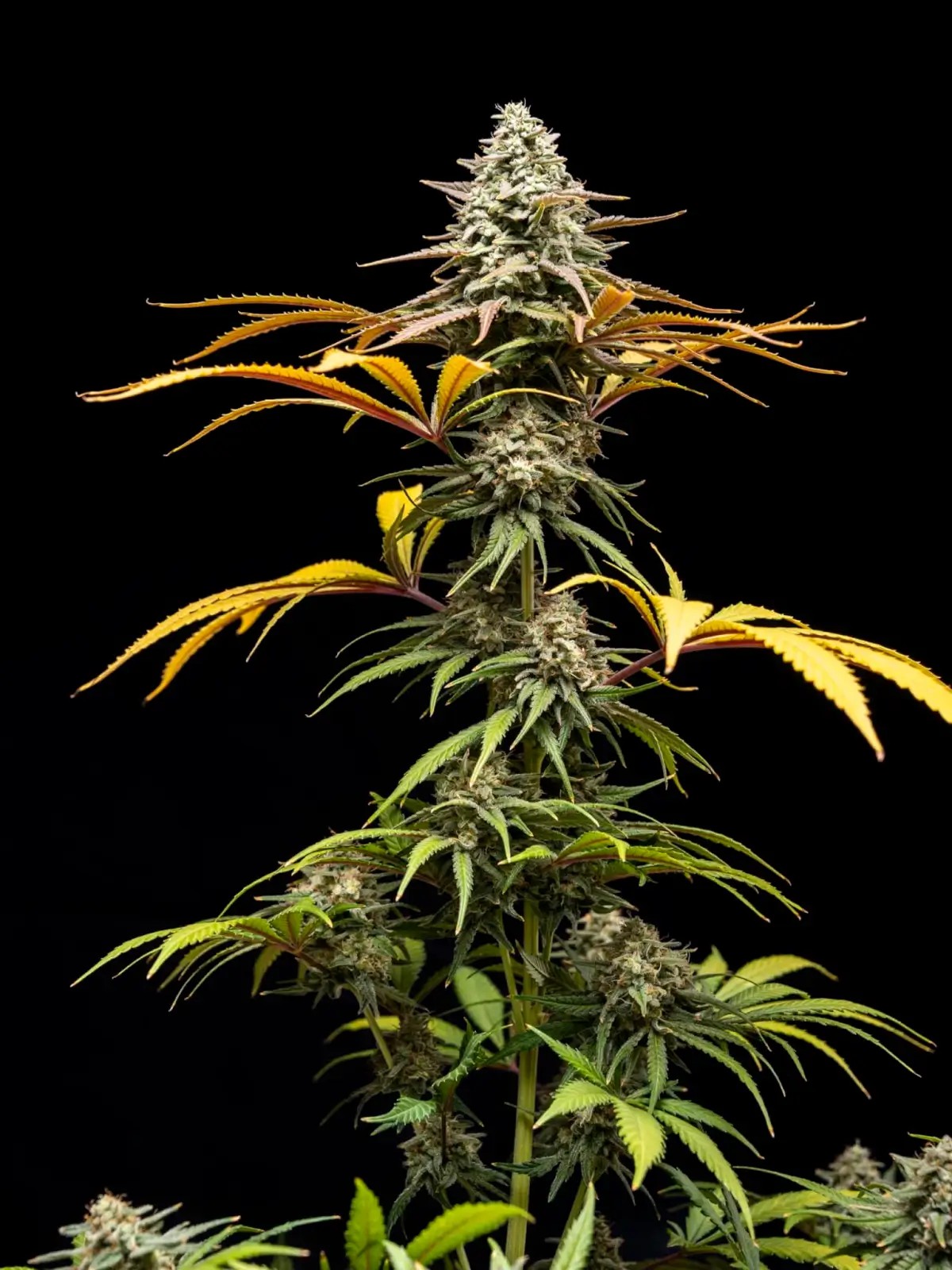 Crunch Feminized by World Breeders