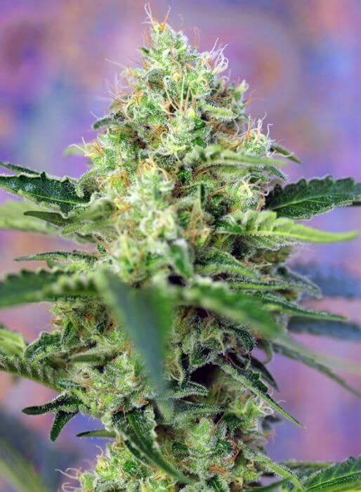 Crystal Candy Feminized by Sweet Seeds