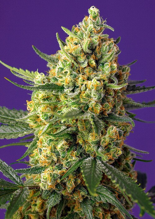 Crystal Candy XL Auto Autoflower by Sweet Seeds
