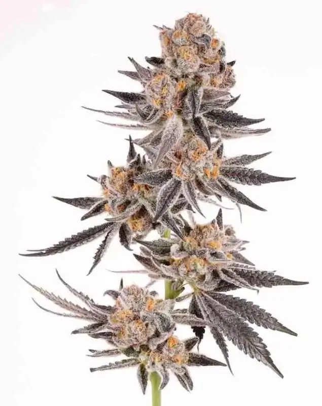 Crystal Cookies Feminized by In House Genetics