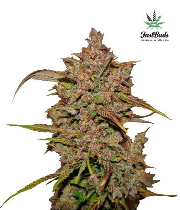 Crystal Meth Auto Autoflower by Fast Buds