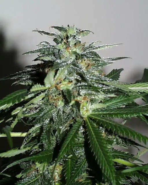 Cyber Cristal Feminized by K.C. Brains