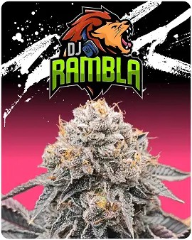 DJ Rambla Feminized by Puppets Genetics