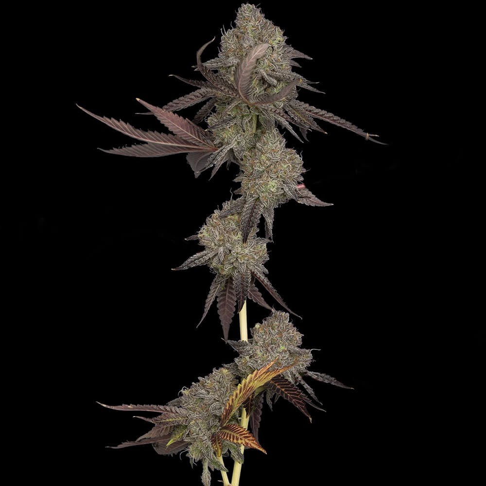 DNA Cake Feminized by DNA Genetics