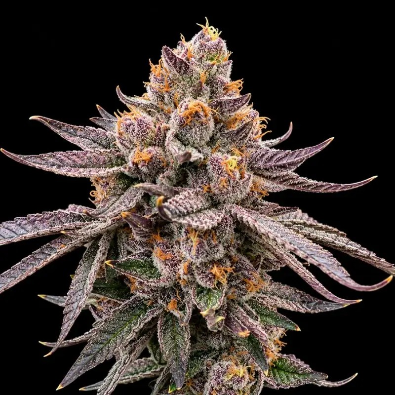 Daddy Runtz Feminized by Triploid Genetics