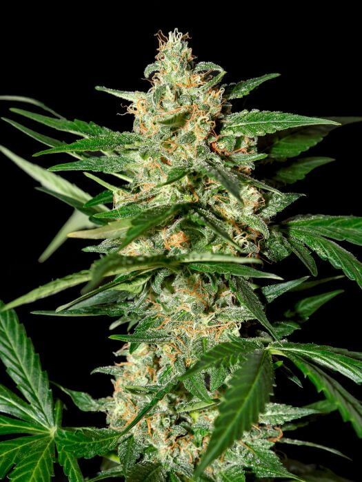 Damnesia Auto Autoflower by Strain Hunters Seedbank