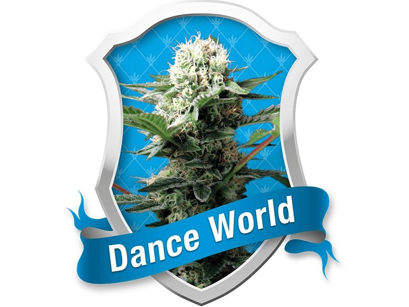 Dance World Feminized by Royal Queen Seeds