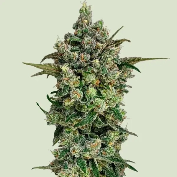 Dark Matter Cake F1 Autoflower by Royal Queen Seeds