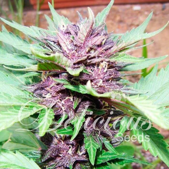 Dark Purple Auto Autoflower by Delicious Seeds